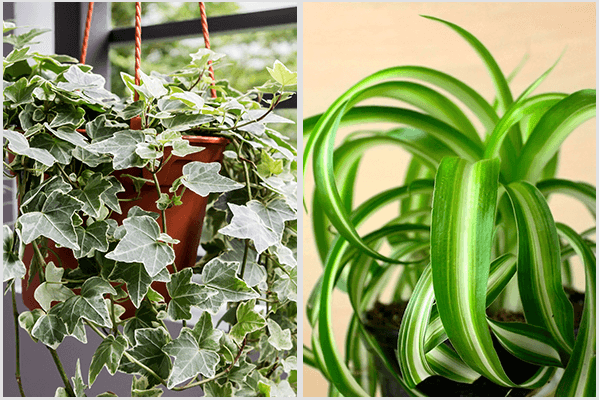 10 نباتات يمكنك زراعتها بالداخل لتنقية الهواء - %categories