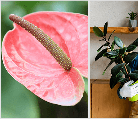 plants-that-can-grow-indoor-3-plants-grow-indoors-e1671477838580 10 نباتات يمكنك زراعتها بالداخل لتنقية الهواء