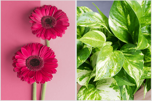 plants-that-can-grow-indoor-5-plants-grow-indoors 10 نباتات يمكنك زراعتها بالداخل لتنقية الهواء