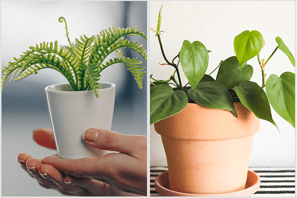 10 نباتات يمكنك زراعتها بالداخل لتنقية الهواء - %categories
