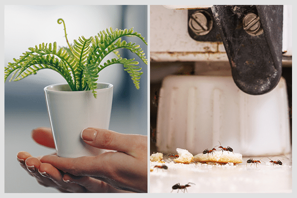 tip-to-prevent-ant-problems-to-get-rid-of-ant-naturally 11 طريقة للتخلص من النمل بشكل طبيعي