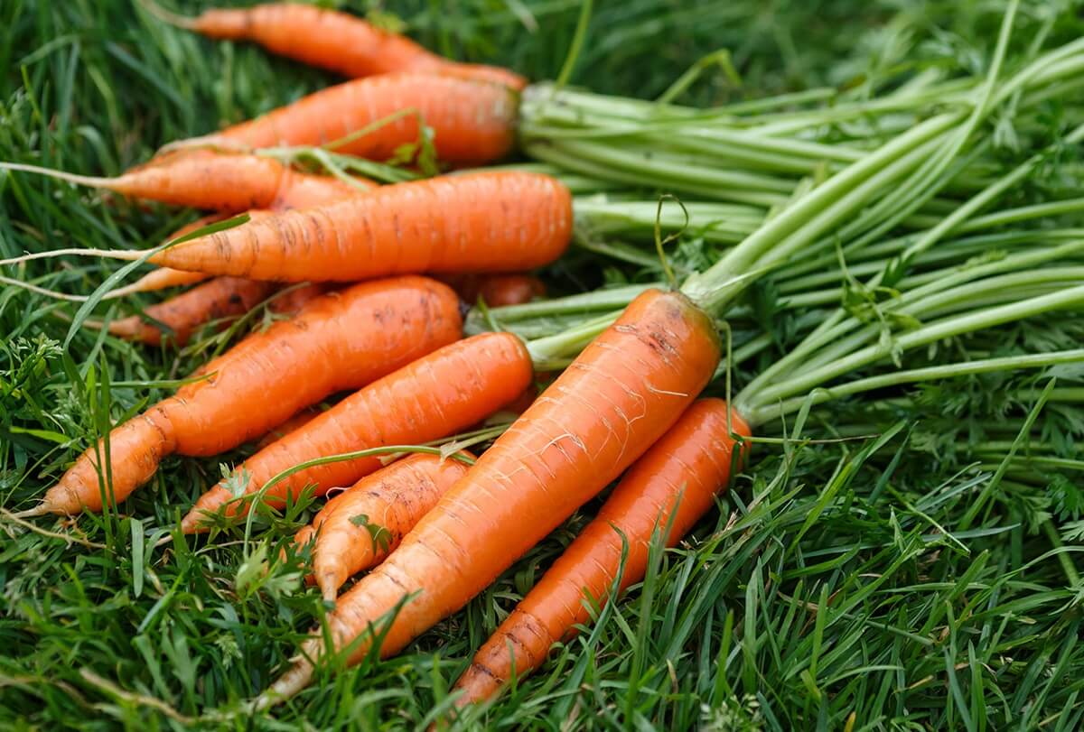 are carrot high in folic acid feat - هل يمكن للجزر زيادة مستوى حمض الفوليك؟