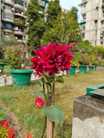 OnePlus-11-daylight-HDR-10-768x1024-1 مقارنة بين كاميرا OnePlus 11 و Google Pixel 7: أقرب مما تعتقد