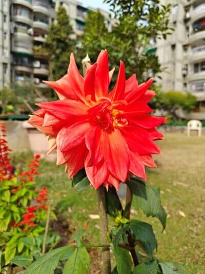 OnePlus-11-daylight-HDR-9-768x1024-1 مقارنة بين كاميرا OnePlus 11 و Google Pixel 7: أقرب مما تعتقد