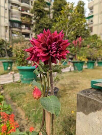 Pixel-7-daylight-HDR-10-771x1024-1 مقارنة بين كاميرا OnePlus 11 و Google Pixel 7: أقرب مما تعتقد