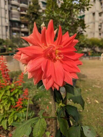 Pixel-7-daylight-HDR-9-771x1024-1 مقارنة بين كاميرا OnePlus 11 و Google Pixel 7: أقرب مما تعتقد