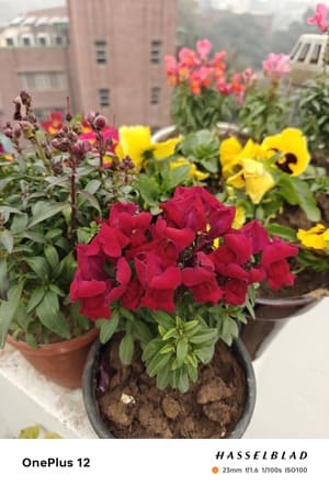 Daylight-1-OnePlus-12-Review-Camera-Samples-768x1134-1 مراجعة OnePlus 12: المعيار الجديد