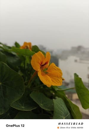 Daylight-3-OnePlus-12-Review-Camera-Samples-768x1134-1 مراجعة OnePlus 12: المعيار الجديد