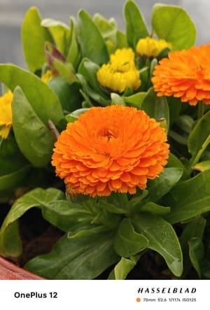 Daylight-5-OnePlus-12-Review-Camera-Samples-768x1134-1 مراجعة OnePlus 12: المعيار الجديد
