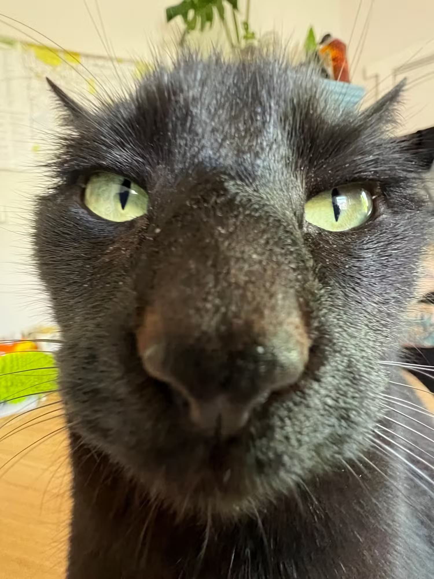 a-wide-angle-image-of-inka-the-cat نصائح أساسية لاختيار جرس الباب الذكي المثالي لمنزلك