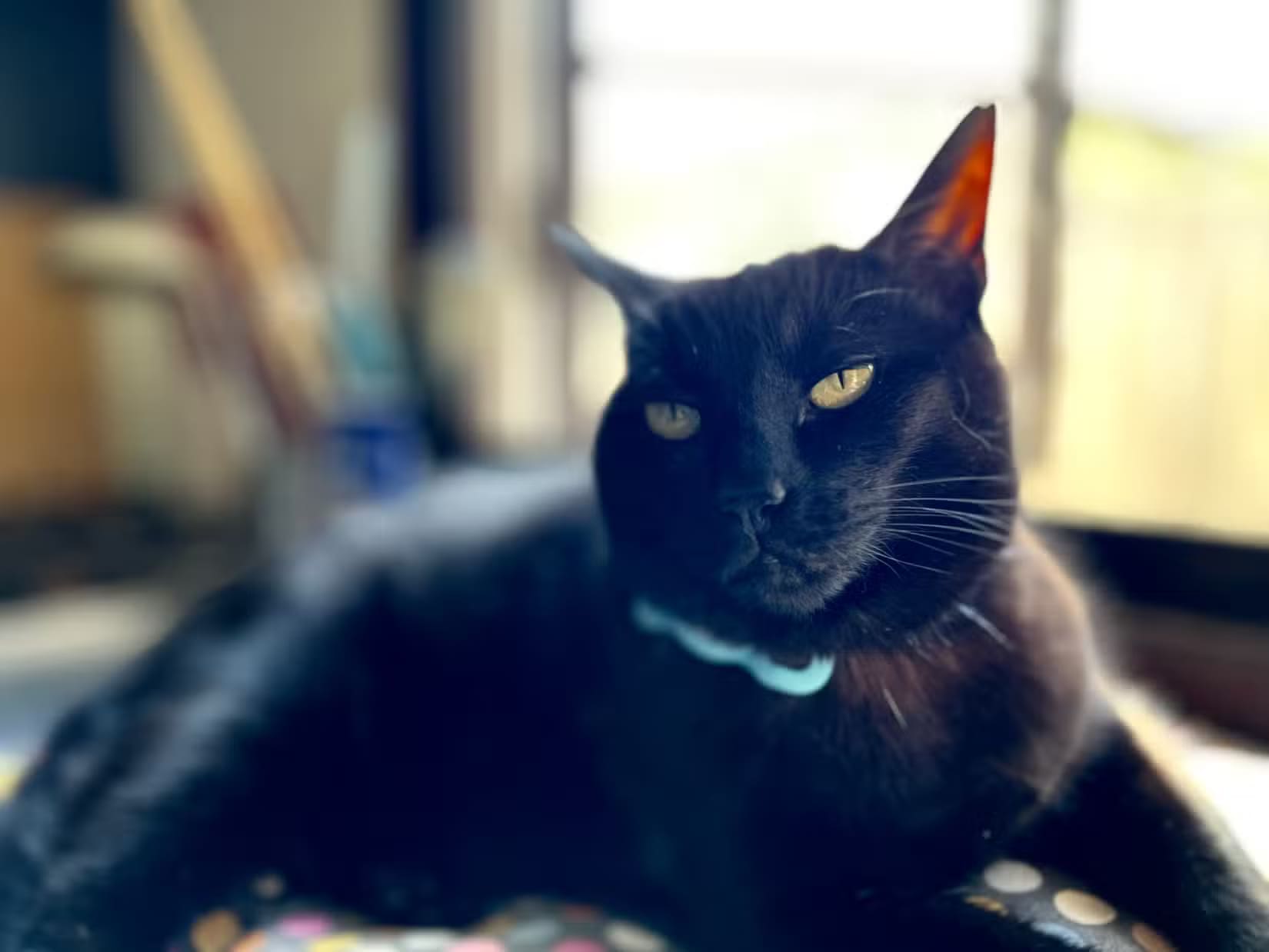 a-shallow-depth-of-field-portrait-mode-shot-of-inka-the-cat كيف تحصل على تأثير بوكيه باستخدام كاميرا iPhone وتحقق أفضل نتائج
