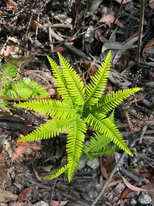 a-wide-camera-shot-of-a-fern-with-no-portrait-mode-1 كيف تحصل على تأثير بوكيه باستخدام كاميرا iPhone وتحقق أفضل نتائج