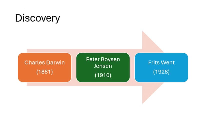 a-powerpoint-slide-showing-the-discover-phases-of-the-plant-hormone-auxin طرق إبداعية للاستفادة من PowerPoint في حياتك اليومية