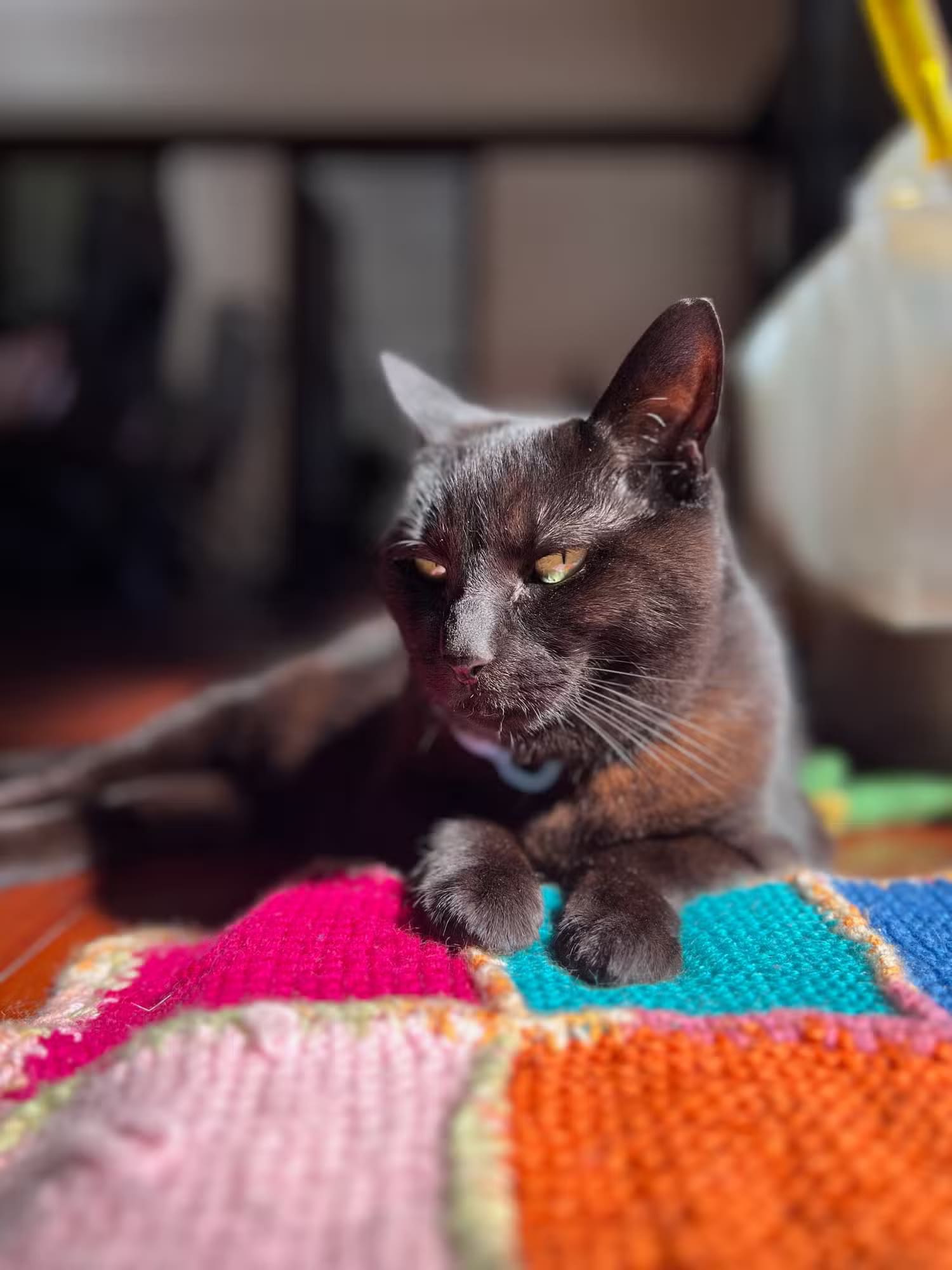 inka-cat-sleeping-on-a-colorful-blanket طرق سهلة لالتقاط صور مذهلة لحيواناتك الأليفة باستخدام iPhone