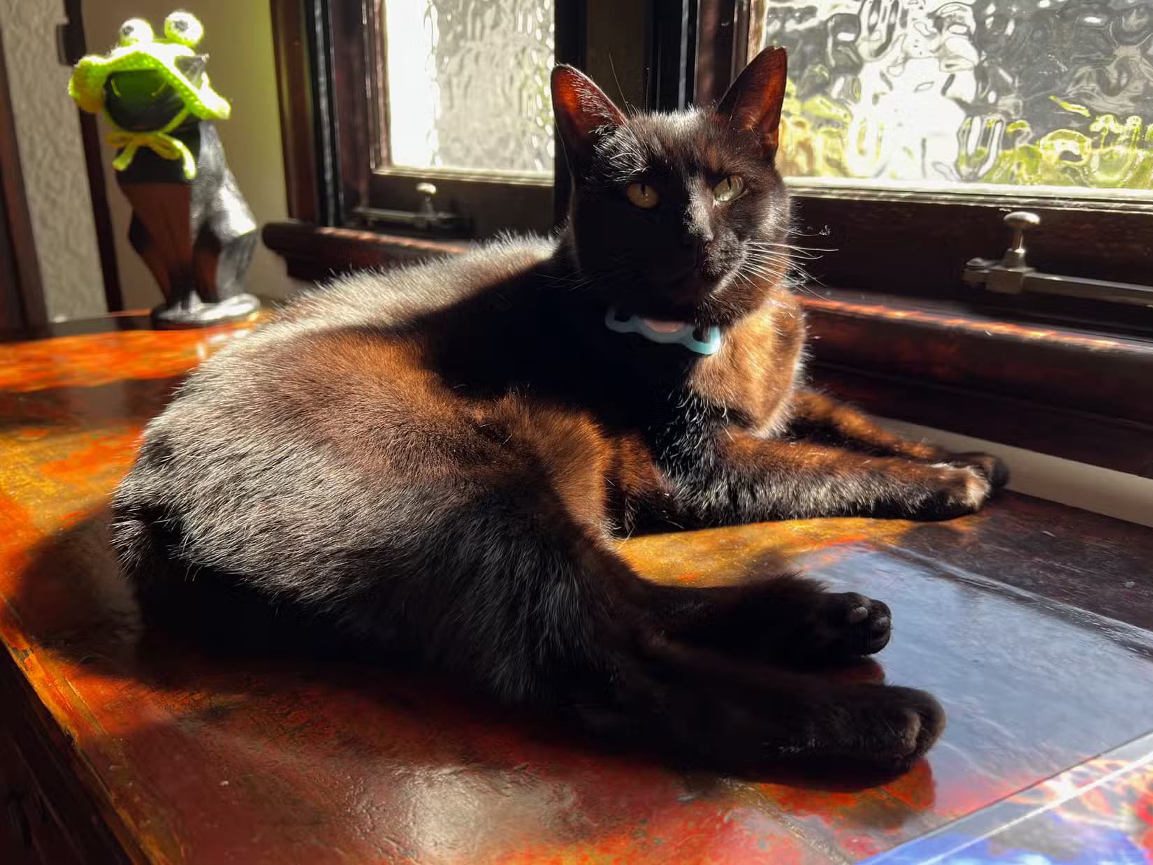inka-the-cat-lying-in-the-sun-1 طرق سهلة لالتقاط صور مذهلة لحيواناتك الأليفة باستخدام iPhone