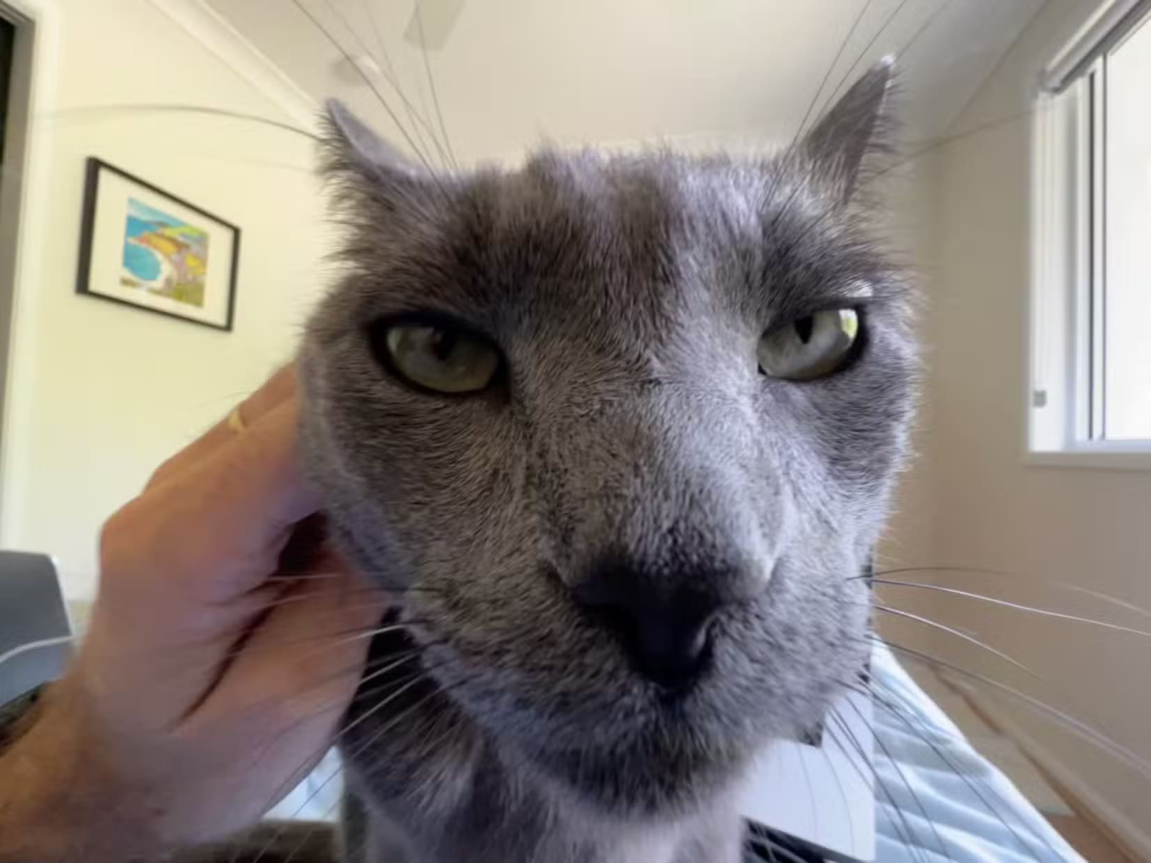 roger-the-cat-close-up-with-a-wide-angle-lens-1 طرق سهلة لالتقاط صور مذهلة لحيواناتك الأليفة باستخدام iPhone