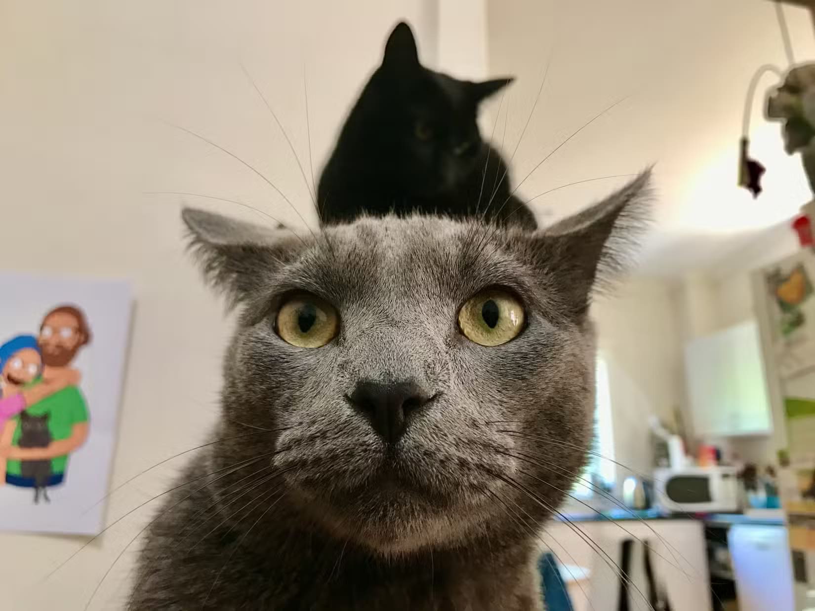 roger-the-cat-looking-concerned-1 طرق سهلة لالتقاط صور مذهلة لحيواناتك الأليفة باستخدام iPhone