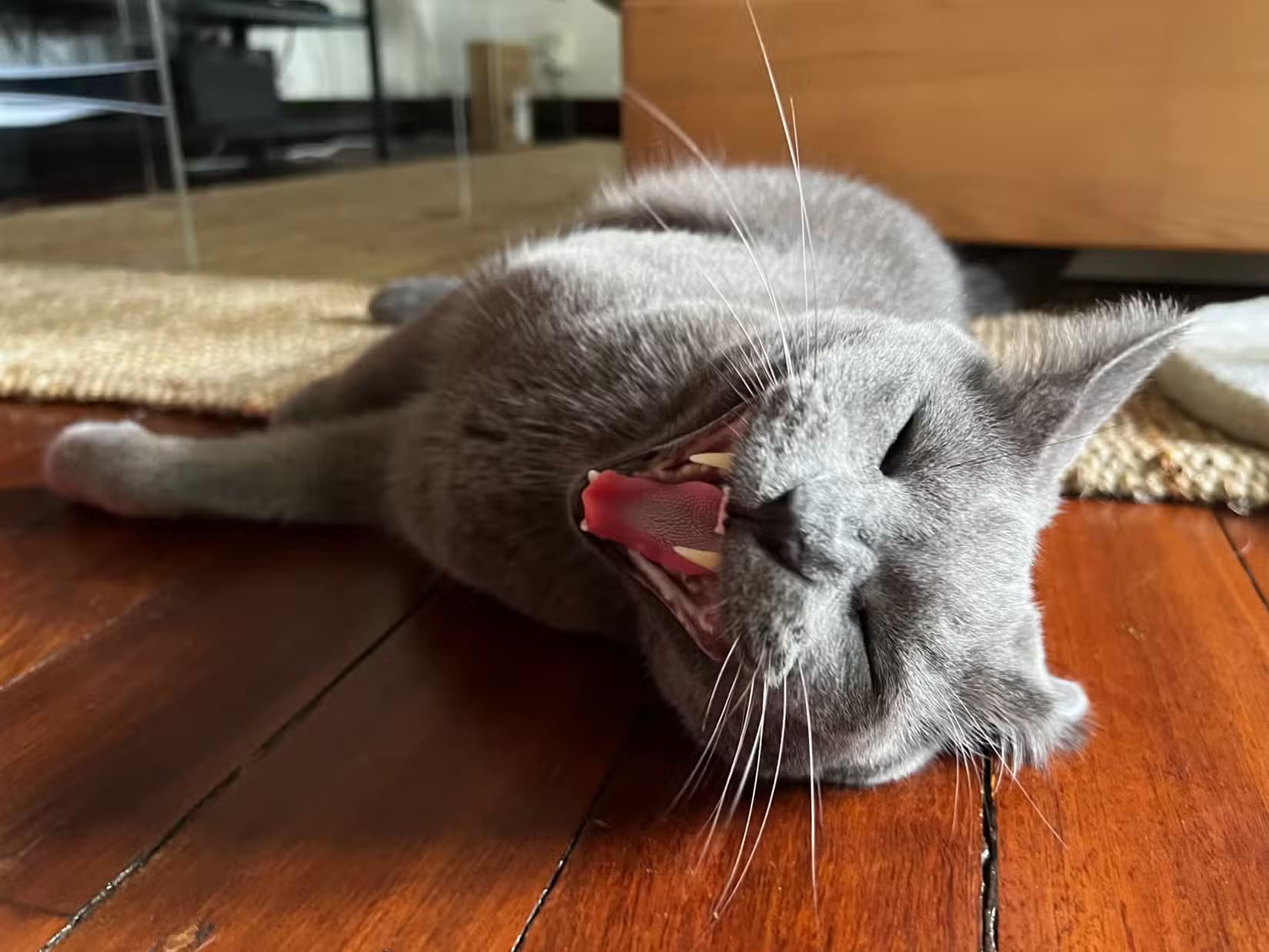 roger-the-cat-meowing-in-an-action-shot-1 طرق سهلة لالتقاط صور مذهلة لحيواناتك الأليفة باستخدام iPhone