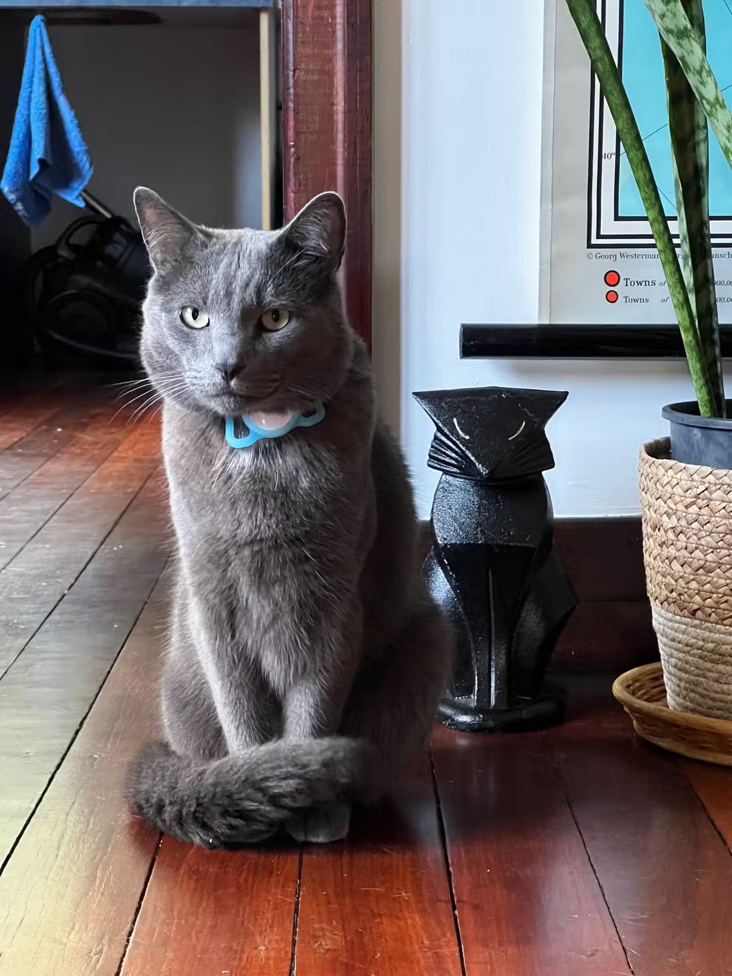 roger-the-cat-sitting-next-to-a-cat-ornament طرق سهلة لالتقاط صور مذهلة لحيواناتك الأليفة باستخدام iPhone