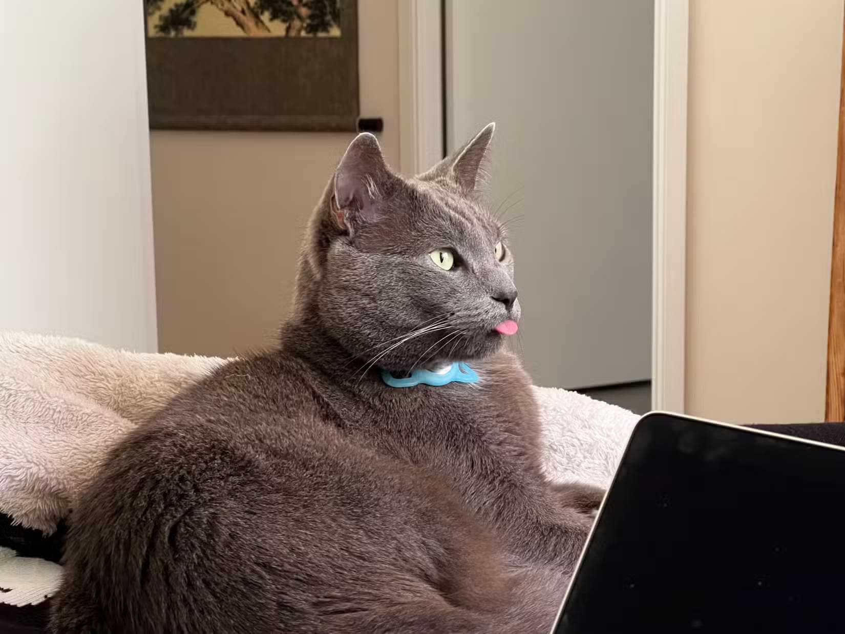 roger-the-cat-sticking-out-his-tongue طرق سهلة لالتقاط صور مذهلة لحيواناتك الأليفة باستخدام iPhone