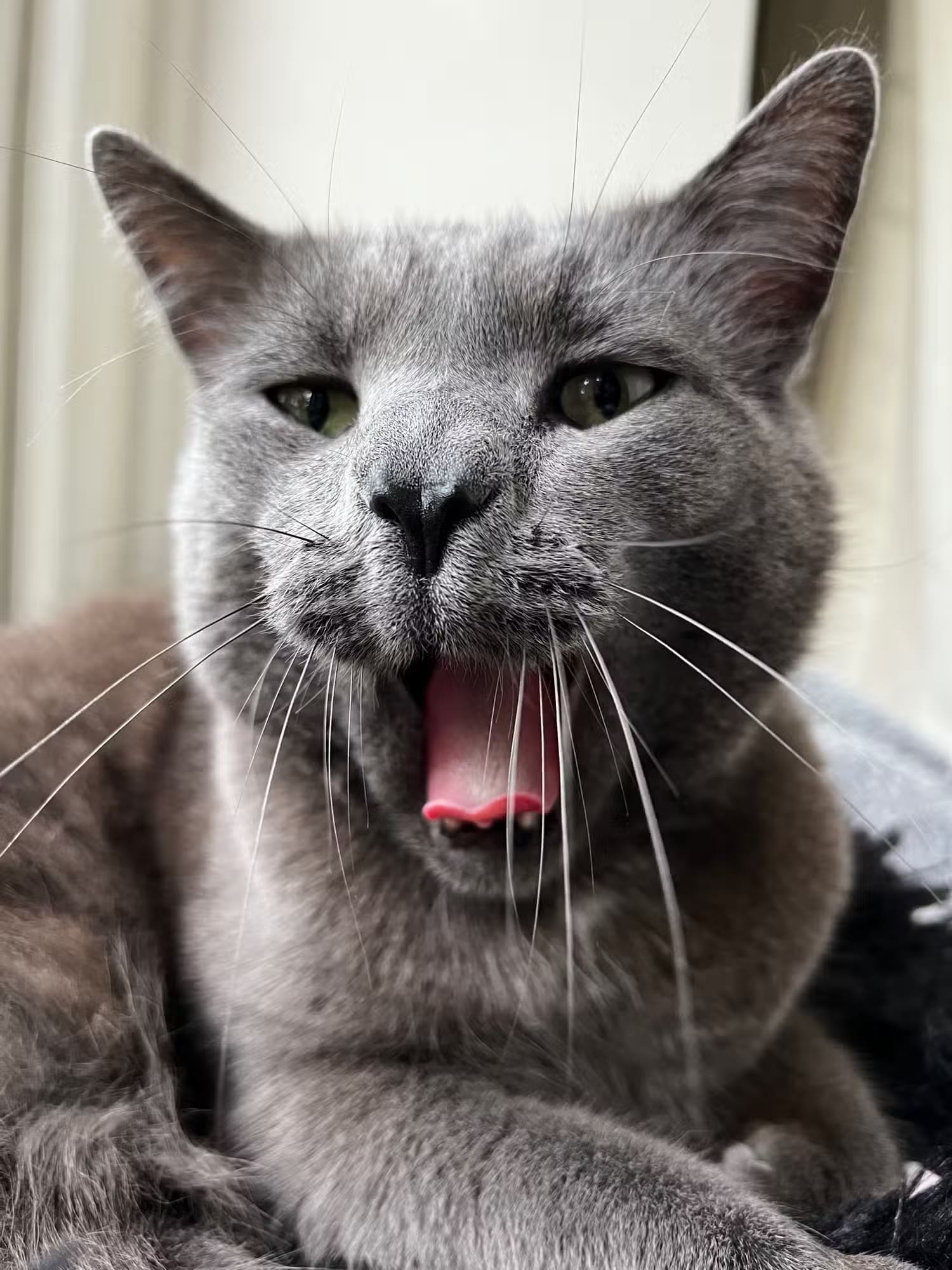 roger-the-cat-yawning طرق سهلة لالتقاط صور مذهلة لحيواناتك الأليفة باستخدام iPhone