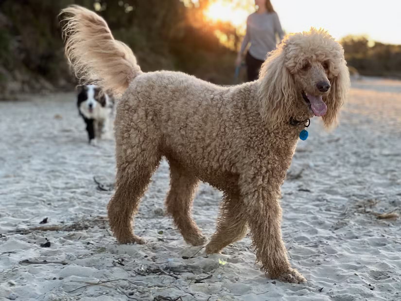sophie-the-dog-on-the-beach-1 طرق سهلة لالتقاط صور مذهلة لحيواناتك الأليفة باستخدام iPhone
