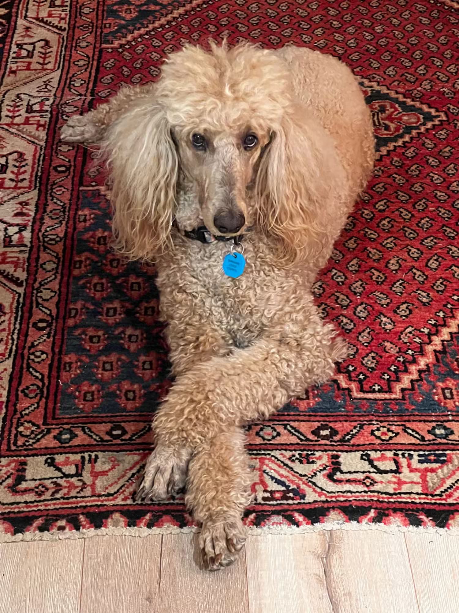 sophie-the-dog-sitting-cross-legged-on-the-floor-1 طرق سهلة لالتقاط صور مذهلة لحيواناتك الأليفة باستخدام iPhone