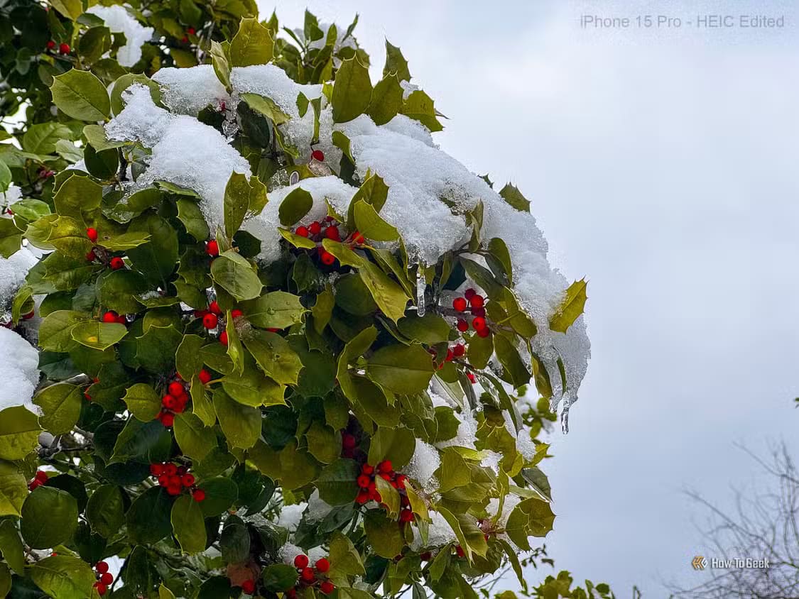 berry-bush-covered-in-snow-heic-edited متى يكون التصوير بصيغة ProRAW على iPhone هو الخيار الأمثل؟