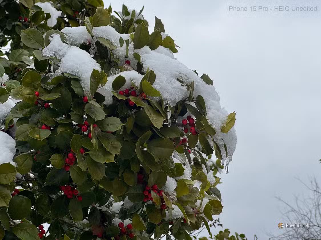 berry-bush-covered-in-snow-heic-unedited متى يكون التصوير بصيغة ProRAW على iPhone هو الخيار الأمثل؟