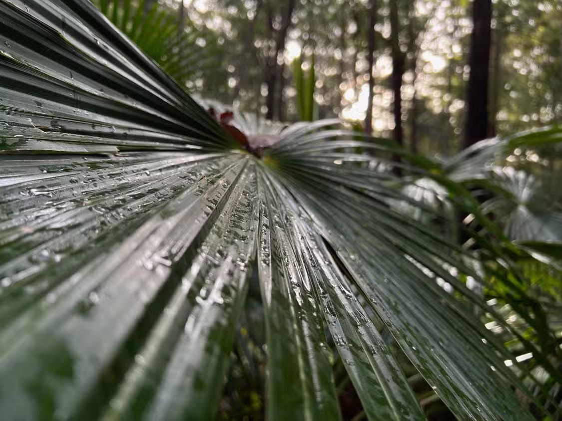 a-fan-palm-shot-on-an-iphone-13-pro أسباب تجعل هاتف iPhone 17 Air الرفيع لا يقدم الفائدة التي تتوقعها