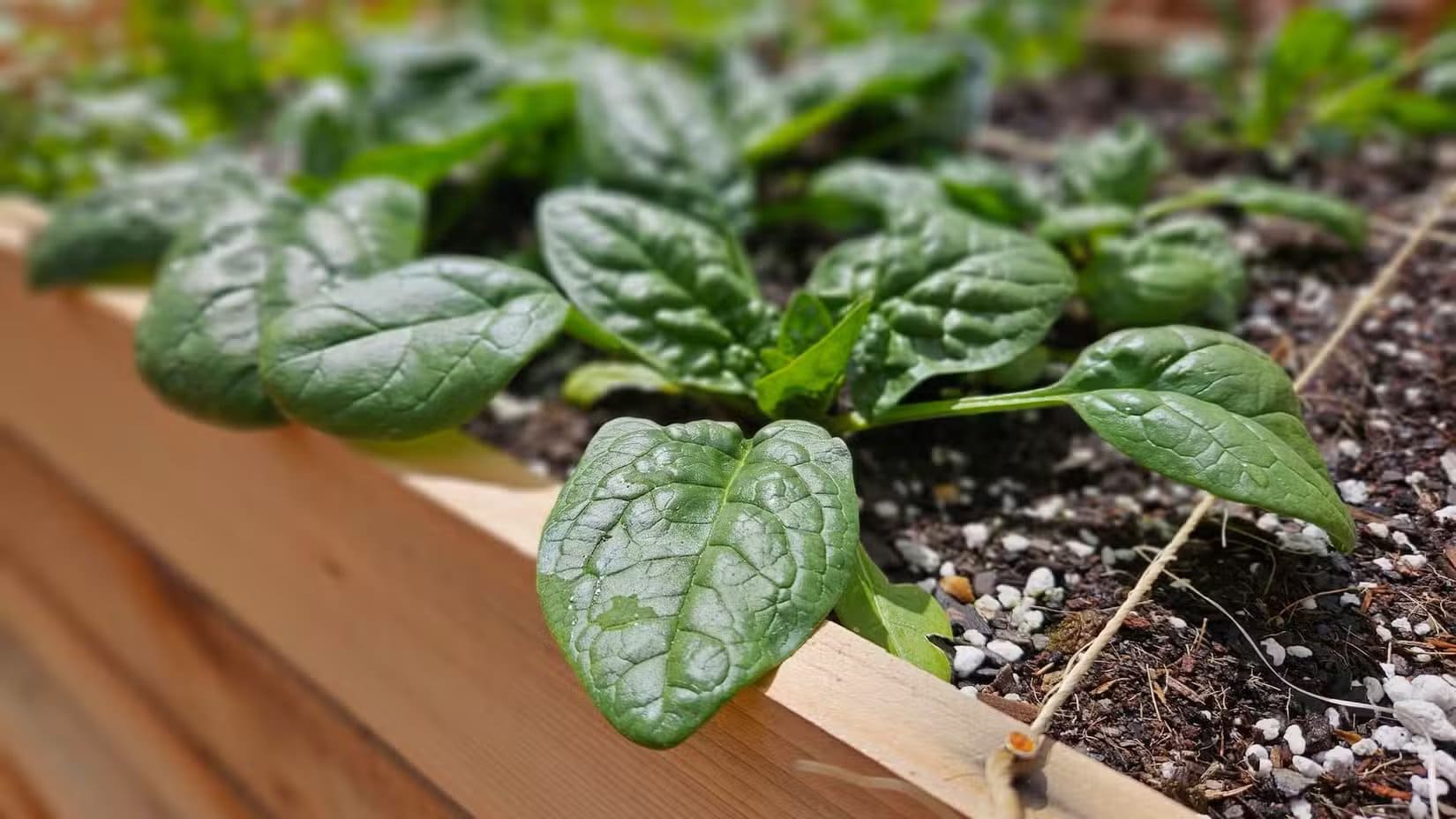 a-photo-of-spinach-in-a-planter-box طرق ذكية لاستخدام هاتفك الأندرويد في العناية بنباتاتك
