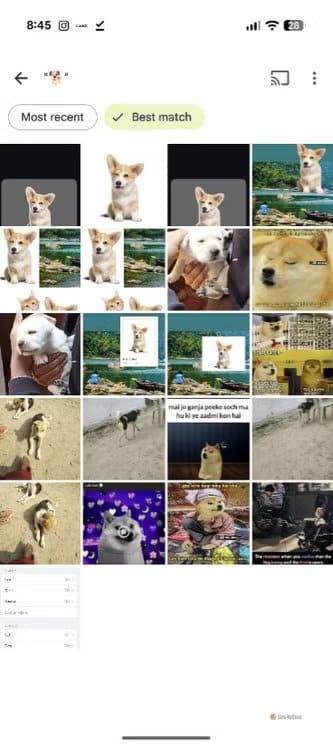 google-photos-displaying-all-the-images-that-includes-a-dog مميزات Google Photos التي قد لا تعرفها وتغير طريقة استخدامك للتطبيق