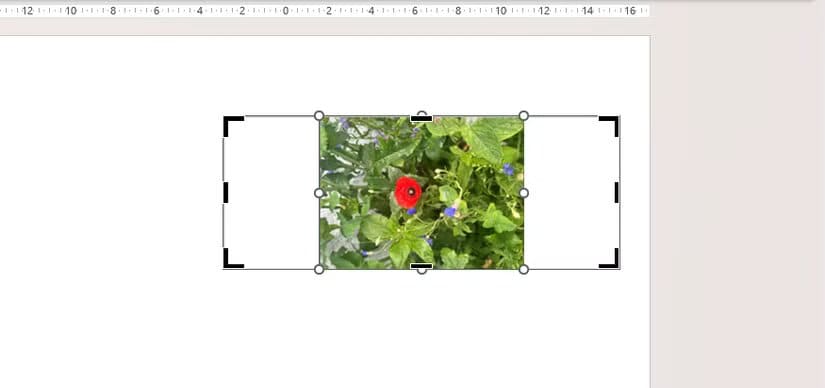 a-picture-in-powerpoint-is-cropped-at-the-left-and-right-edges-after-fit-is-clicked-in-the-crop-drop-down-menu-1 طريقة سريعة لقص الصور في Word وExcel وPowerPoint