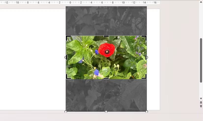 a-picture-in-powerpoint-is-cropped-at-the-top-and-bottom طريقة سريعة لقص الصور في Word وExcel وPowerPoint
