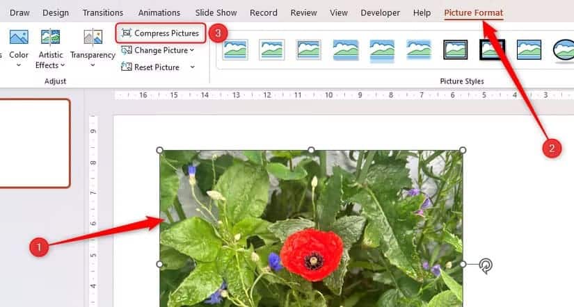 a-picture-in-powerpoint-is-selected-and-compress-pictures-in-the-picture-format-tab-is-highlighted طريقة سريعة لقص الصور في Word وExcel وPowerPoint