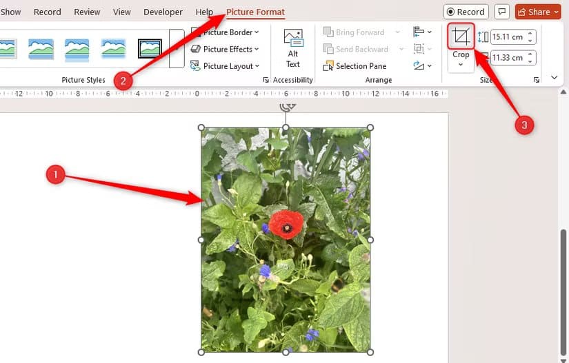 a-picture-in-powerpoint-is-selected-and-the-top-half-of-the-crop-button-in-the-picture-format-tab-is-highlighted طريقة سريعة لقص الصور في Word وExcel وPowerPoint