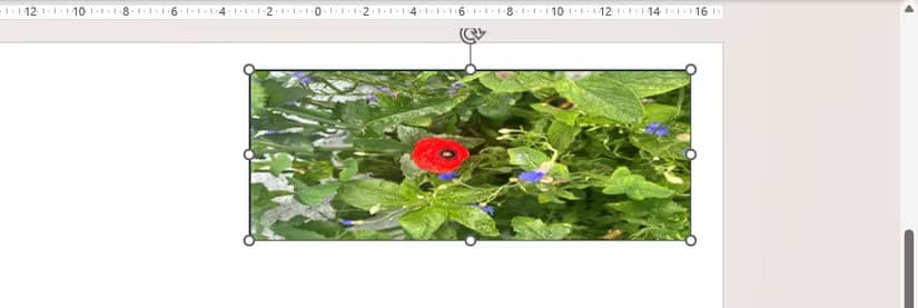 a-picture-of-flowers-inserted-as-the-fill-of-a-rectange-is-stretched طريقة سريعة لقص الصور في Word وExcel وPowerPoint