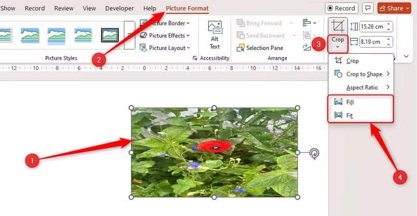 a-stretched-picture-in-powerpoint-is-selected-and-the-fill-and-fit-cropping-options-are-highlighted طريقة سريعة لقص الصور في Word وExcel وPowerPoint