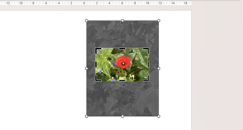 an-image-in-powerpoint-is-cropped-to-a-16-10-aspect-ratio-and-the-image-is-repositioned-so-that-a-poppy-sits-in-the-center طريقة سريعة لقص الصور في Word وExcel وPowerPoint