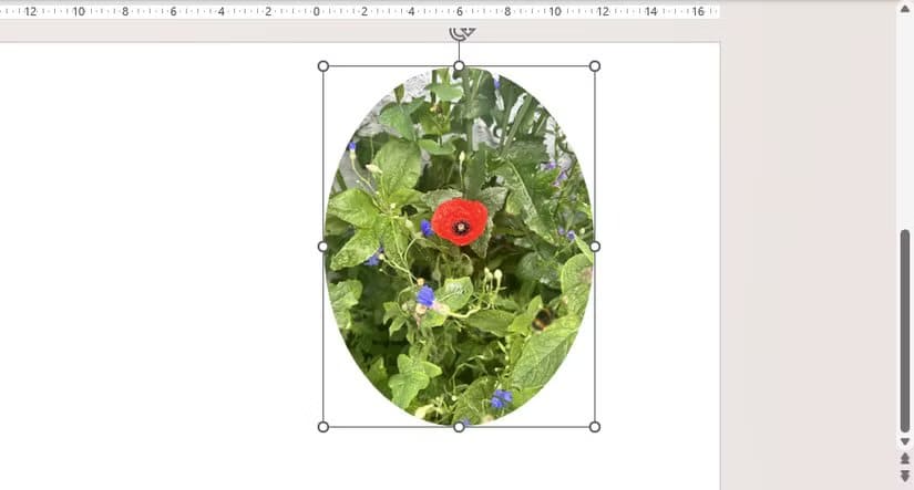an-image-in-powerpoint-is-cropped-to-an-oval-shape طريقة سريعة لقص الصور في Word وExcel وPowerPoint