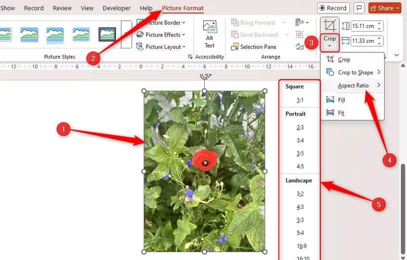 the-aspect-ratio-options-for-a-selected-image-in-microsoft-powerpoint-are-expanded طريقة سريعة لقص الصور في Word وExcel وPowerPoint