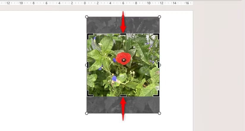 the-bottom-and-top-parts-of-a-picture-in-powerpoint-are-cropped-equally طريقة سريعة لقص الصور في Word وExcel وPowerPoint