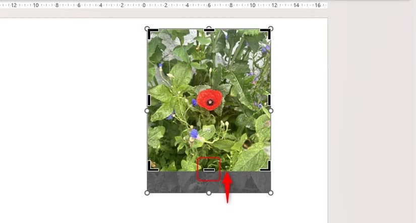 the-bottom-part-of-a-picture-in-powerpoint-is-cropped طريقة سريعة لقص الصور في Word وExcel وPowerPoint