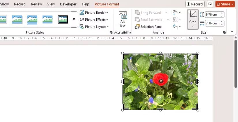 the-cropping-handles-appear-around-the-edge-of-a-picture-in-powerpoint طريقة سريعة لقص الصور في Word وExcel وPowerPoint