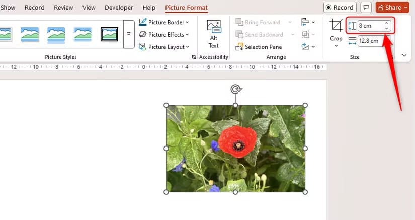the-height-of-an-image-in-microsoft-powerpoint-is-changed-to-8-cm-and-the-width-adjusts-automatically-to-maintain-the-aspect-ratio طريقة سريعة لقص الصور في Word وExcel وPowerPoint