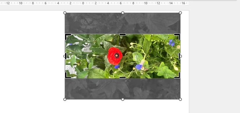 the-top-and-bottom-of-a-picture-in-powerpoint-is-cropped-out-after-fill-is-selected-in-the-crop-menu طريقة سريعة لقص الصور في Word وExcel وPowerPoint
